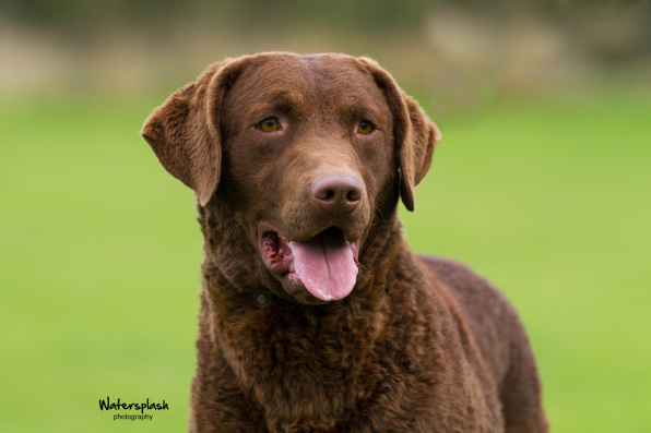 chesapeake bay retriever kennels